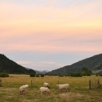 sheep-with-sunset